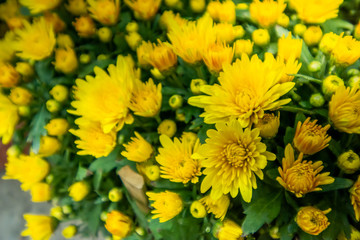 close up green leaves and yellow flower on sunshine day.