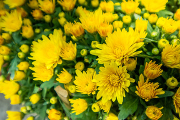 close up green leaves and yellow flower on sunshine day.