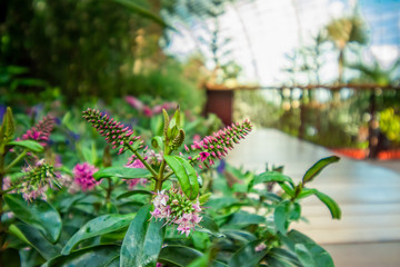 view garden green leaves and flower on sunshine day.