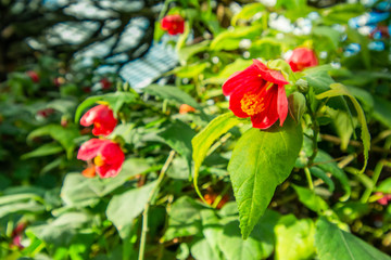 view garden green leaves and red flower on sunshine day.