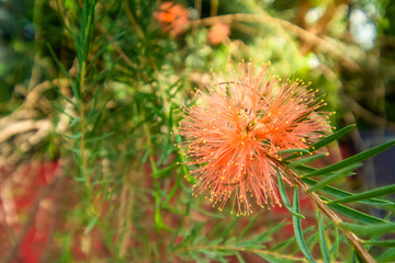 view garden green leaves and orange flower on sunshine day.