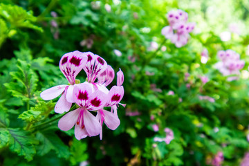 view garden green leaves and pink flower on sunshine day.