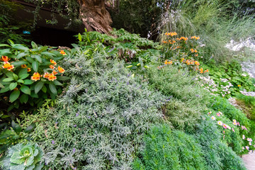 view garden green leaves and flower on sunshine day.