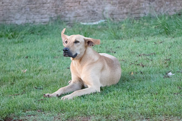 velho cão descansando