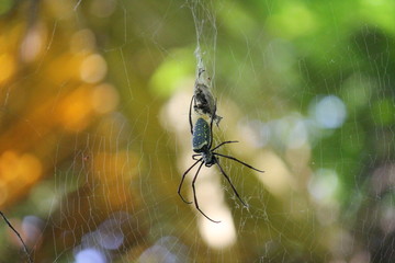 spider on a web