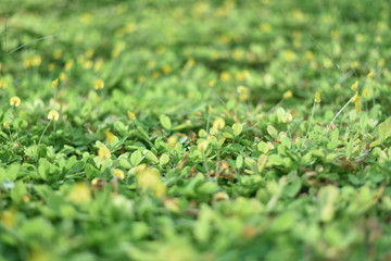 Green plant and green shrub with selective focusing and blured background in morning moment