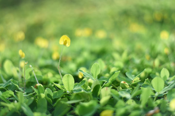 Obraz premium Green plant and green shrub with selective focusing and blured background in morning moment
