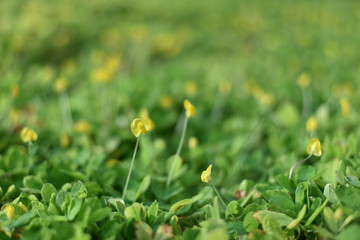 Green plant and green shrub with selective focusing and blured background in morning moment