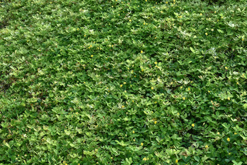 Green wall with  shrub planting background