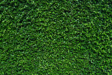 Green wall with  shrub planting background - Powered by Adobe