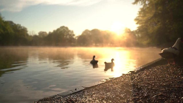 Duck swimming in the lake at early morning while the sunrise.
