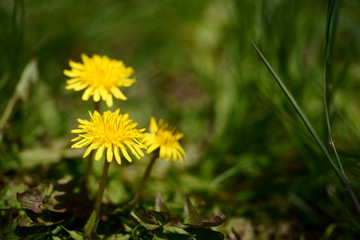 Obraz premium yellow dandelion in the grass