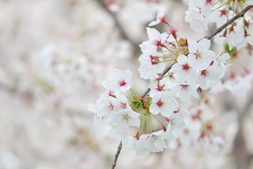 Closeup of cherry blossom festival in south korea, Flowers of spring season, Symbol of asia