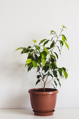 Potted ficus benjamin houseplant on white table. Plant Scandinavian interior