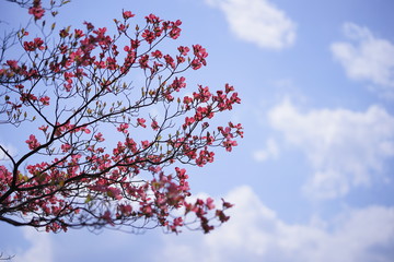 赤いハナミズキと青空