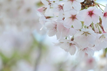 Closeup of cherry blossom festival in south korea, Flowers of spring season, Symbol of asia