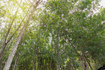 Rubber tree or Hevea brasiliensis at Thailand