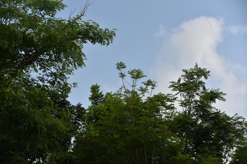 trees and blue sky