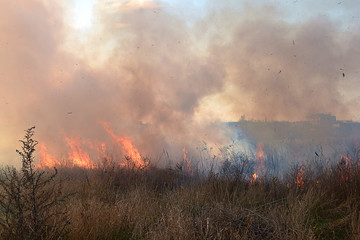Fototapeta premium Ignition of dry grass and reeds.