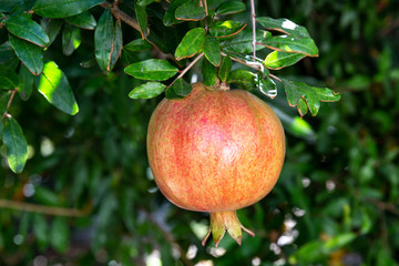 Pomegranate on tree