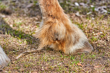hoof of wildlife muskox animal with brown hair ground with grass closeup view of body parts of musk...