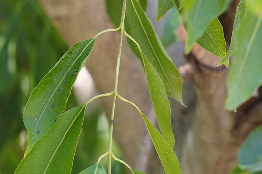 green leaves of tree