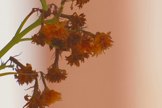 tree with autumn leaves