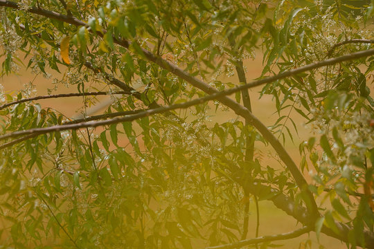 Azadirachta indica Tree leaves 