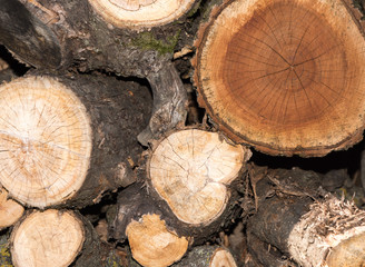 Close up on orderly placed pile of fire wood