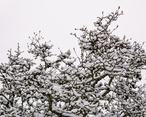 winter trees in snow minimalistic landscape with white sky.