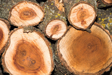 Close up on orderly placed pile of fire wood
