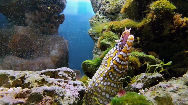 Moray eels or Muraenidae on seabed video. Footage of cave, wildlife marine creature in sea waters. Coral reefs and sea bottom, aquarium and yellowmouth. Scuba diving and snorkeling, spotted fish