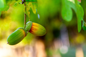 In autumn, acorns hang on a branch of an oak tree, close-up in natural conditions