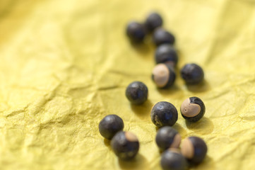 風船かずらの種