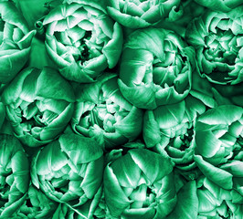Fototapeta na wymiar Mint color. Green mint tulips texture background.