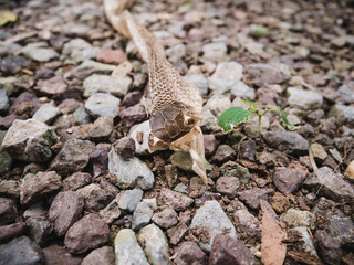 Snake molting at the rock.