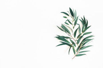 Obraz premium Eucalyptus leaves on white background. Pattern made of eucalyptus branches. Flat lay, top view, square