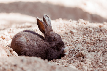 Bunny or Rabbit on the ground. The animal has long ears.