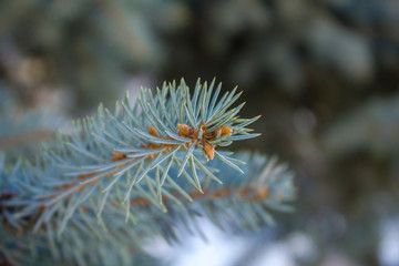 Naklejka na ściany i meble branch with pine needles blue spruce close up on a blurred wood background