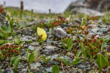 poppies yellow rhodiola flowers mountains close-up