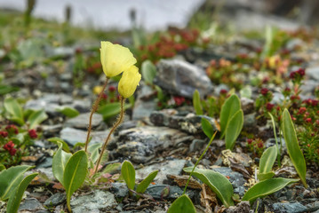 poppies yellow rhodiola flowers mountains close-up