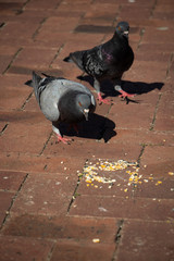 Fototapeta premium Birds in the park