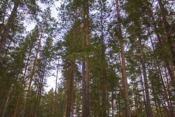 green coniferous trees in the forest, view from below