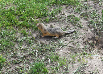 Gopher in the wild