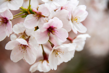 Cherry blossoms at Kokura Castle