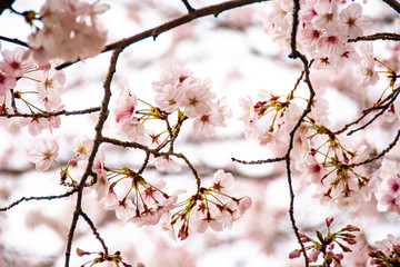 Cherry blossoms at Kokura Castle