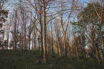 Obraz premium Naturaleza verde