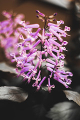 flor morada purple flower