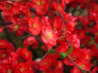 flowering quince