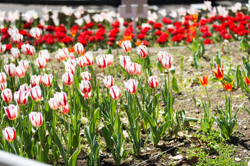 チューリップ祭り2019